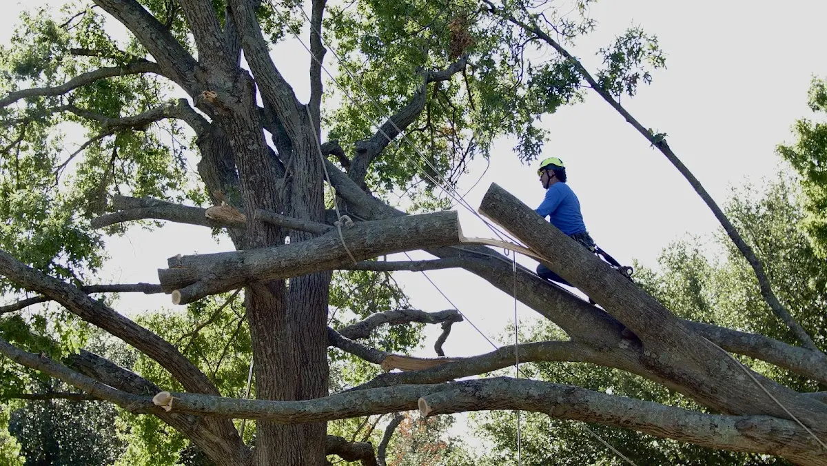 Professional Hazardous Tree Removal performed by certified arborists in Unionville