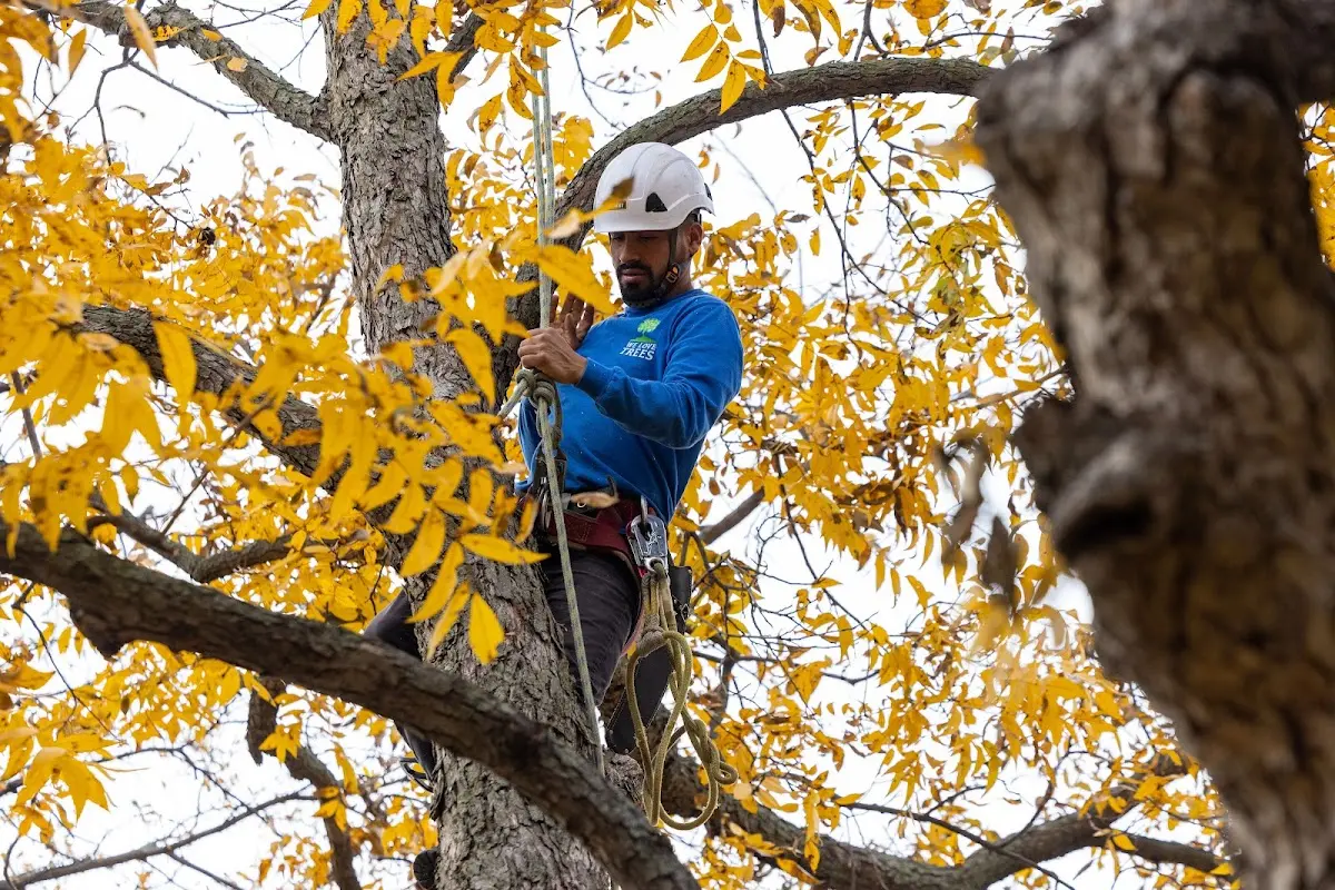Skilled Tree Planing crew working in Unionville